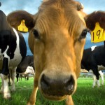 Politicans sniffing electoral support are now pushing for local dairy price investigations in the wake of the Commerce Commission ruling out an inquiry